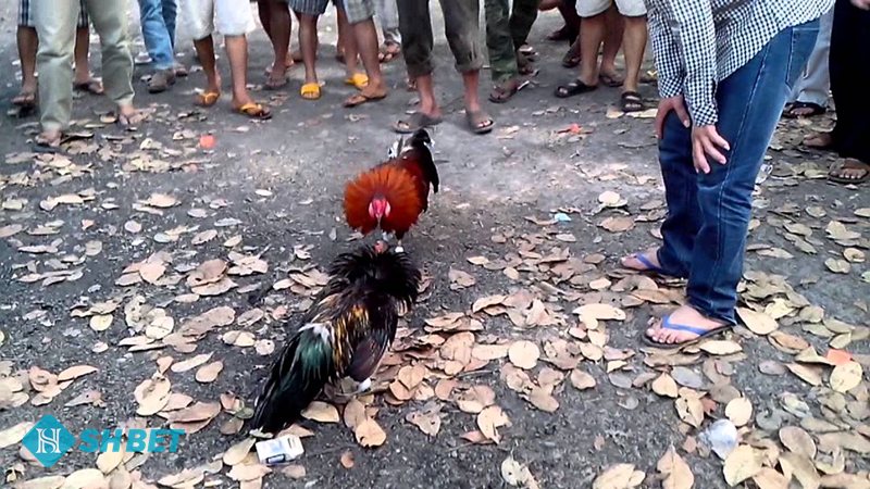 Xem vảy gà đá - Hội hoa đăng – biểu tượng của chuỗi đòn dồn dập