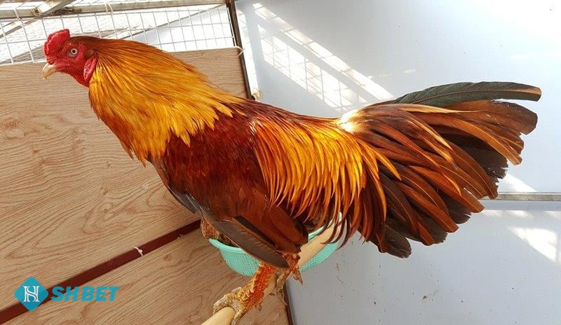 Xem vảy gà đá - Án thiên – cao vị sát đầu gối, phủ địa – đối trọng ở hạ vị