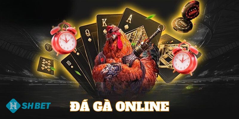 Đá gà Shbet122 - Đá gà Shbet122 – Sân chơi đá gà trực tuyến đỉnh cao